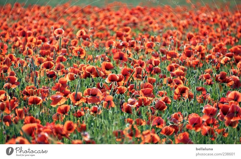 Roter Teppich. Natur Pflanze Sonnenlicht Sommer Schönes Wetter Blume Blüte Wildpflanze Wiese Feld schön Mohnfeld Mohnblüte Farbfoto mehrfarbig Außenaufnahme