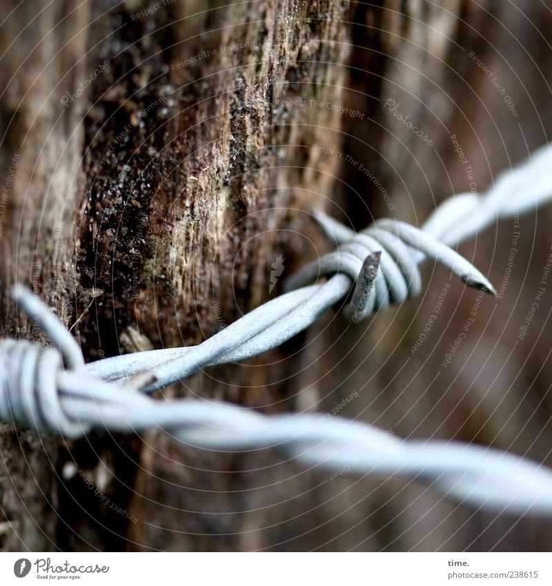 Gastfreundschaft (sieht anders aus) Holz Metall Spitze gefährlich Stacheldraht Stacheldrahtzaun Pfosten Holzpfahl Metallwaren gedreht verdreht Grenze Farbfoto