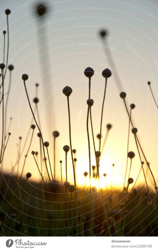 Speere aus Grassilhouette Sommer Sonne Natur Landschaft Pflanze Himmel Herbst Wachstum hell blau gelb Farbe Sonnenuntergang Hafer Weizen Feld Roggen ländlich