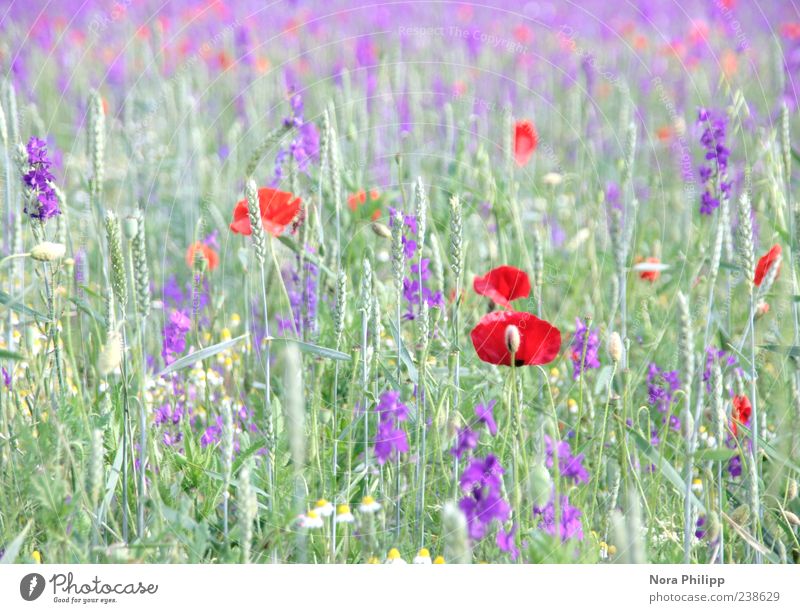 Mohn und mehr. Sommer Umwelt Natur Pflanze Sonnenlicht Blume Gras Blatt Blüte Grünpflanze Wildpflanze Halm Wiese Blühend mehrfarbig violett rot Duft Erholung