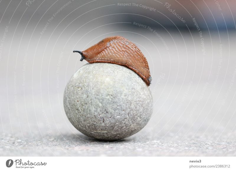 Nacktschnecke auf rundem Stein Umwelt Natur Tier Wildtier Schnecke 1 braun grau Nacktschnecken Schneckenschleim langsam Kugel kugelrund aufsteigen Erfolg