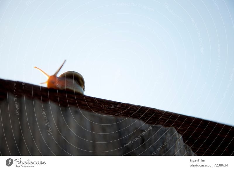 auf dem Gipfel der Welt ""Helix pomatia""" Schnecke Riesenglanzschnecke Schneckenhaus Schneckenschleim Geschwindigkeit Tier Rücken Wand Mauer Antenne Himmel