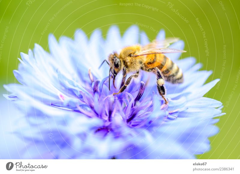 bee on a blue blossom Sommer Natur Pflanze springen rosa garden planen insect Hintergrundbild flower pollination honey Pollen environment Schiffsbug ecology