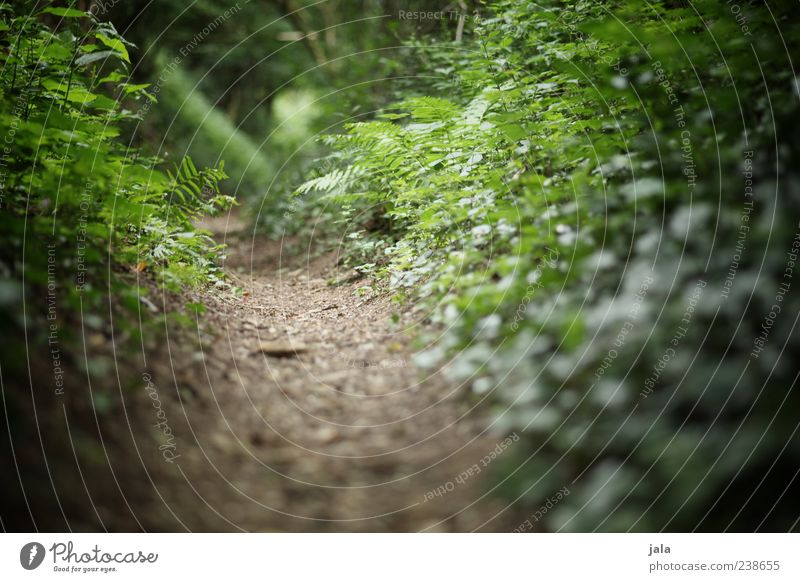 waldweg Natur Pflanze Erde Gras Sträucher Efeu Farn Blatt Grünpflanze Wildpflanze Wald Wege & Pfade grün Farbfoto Außenaufnahme Menschenleer Tag