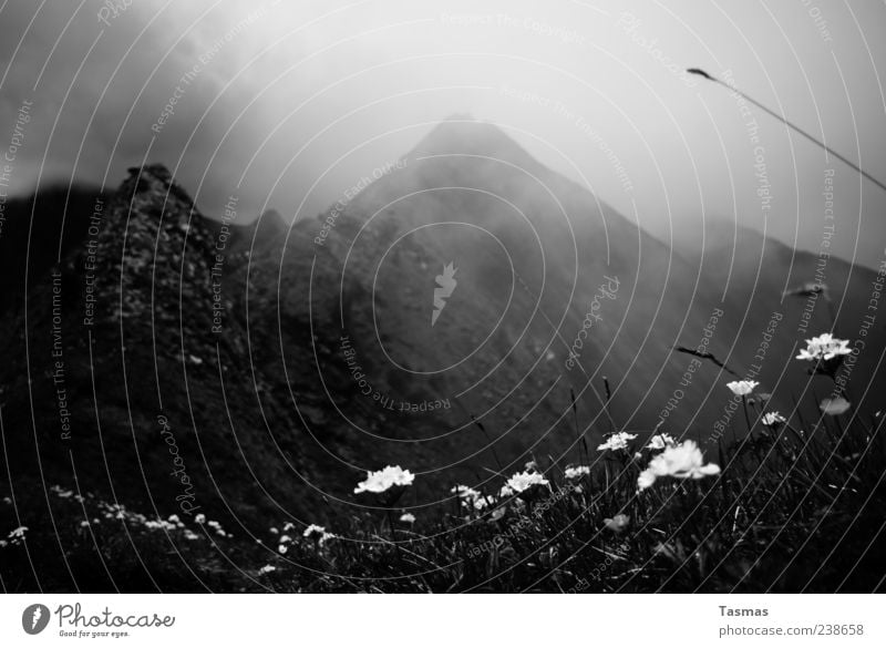 Wild Charms Berge u. Gebirge Hügel Wetter schlechtes Wetter Unwetter Nebel Pflanze Blume Gras Alpen Gipfel alt ästhetisch kalt Schwarzweißfoto Außenaufnahme