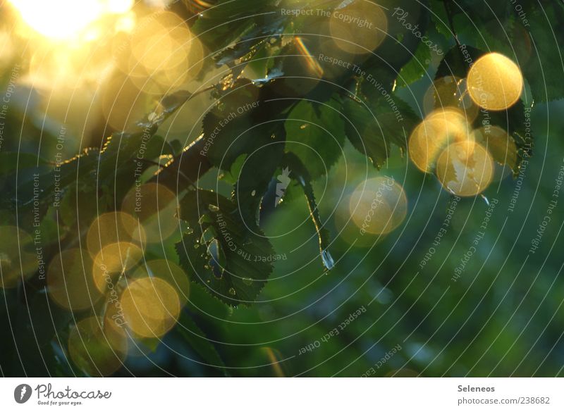 Sommerregen am Fenster V Umwelt Natur Landschaft Pflanze Wasser Wassertropfen Sonne Frühling Klima Wetter Schönes Wetter Regen Baum Blatt Garten glänzend frisch