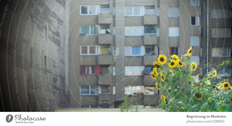 Hinterhofflair Pflanze Blume Haus Mauer Wand Fassade Balkon Fenster Blühend gelb Flair grau grün trist Neubau Brandmauer DDR alt Sonnenblume Helianthus annuus