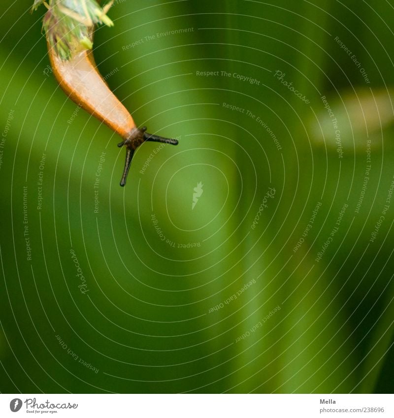 \--/ Umwelt Natur Pflanze Gras Tier Schnecke Nacktschnecken Fühler 1 hängen Ekel klein lustig nah natürlich schleimig grün Farbfoto Außenaufnahme Menschenleer