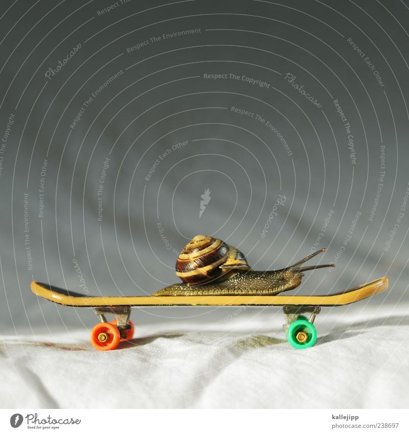 snailboarding Lifestyle Spielen Schnecke Schneckenhaus Skateboard fahren fingerskateboard Zeit Geschwindigkeit clever Idee Zeitlupe rollen Ziel Fühler krabbeln