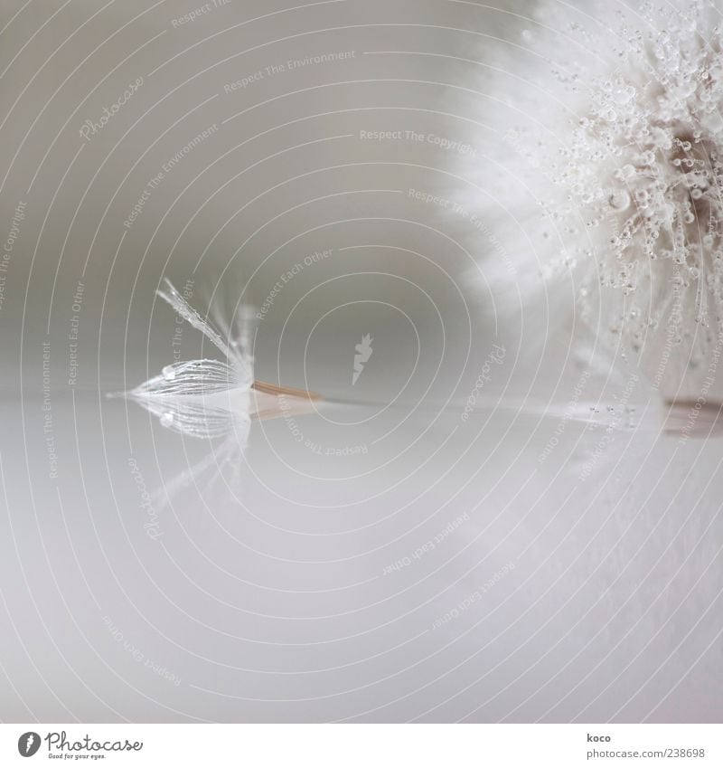 Strange Angels Frühling Sommer Pflanze Blume Blüte Löwenzahn Wasser Tropfen flugunfähig liegen ästhetisch Flüssigkeit einzigartig klein nass braun grau silber