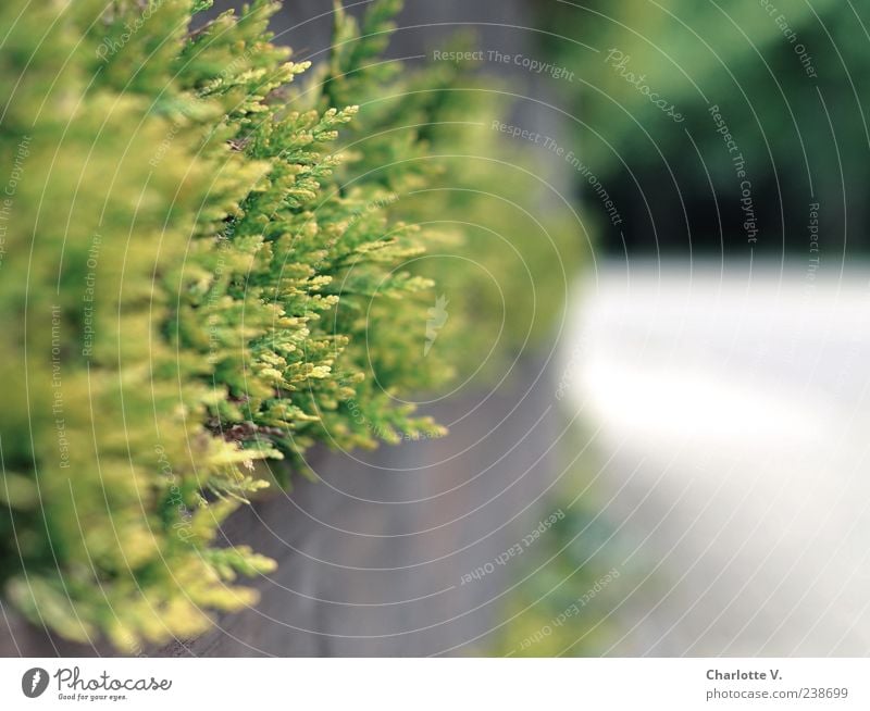 Thujaheckenland | Thuja Nahaufnahme Umwelt Frühling Pflanze Hecke Garten Deutschland Kleinstadt Holz einfach braun grau grün Schutz Ausdauer Ordnungsliebe