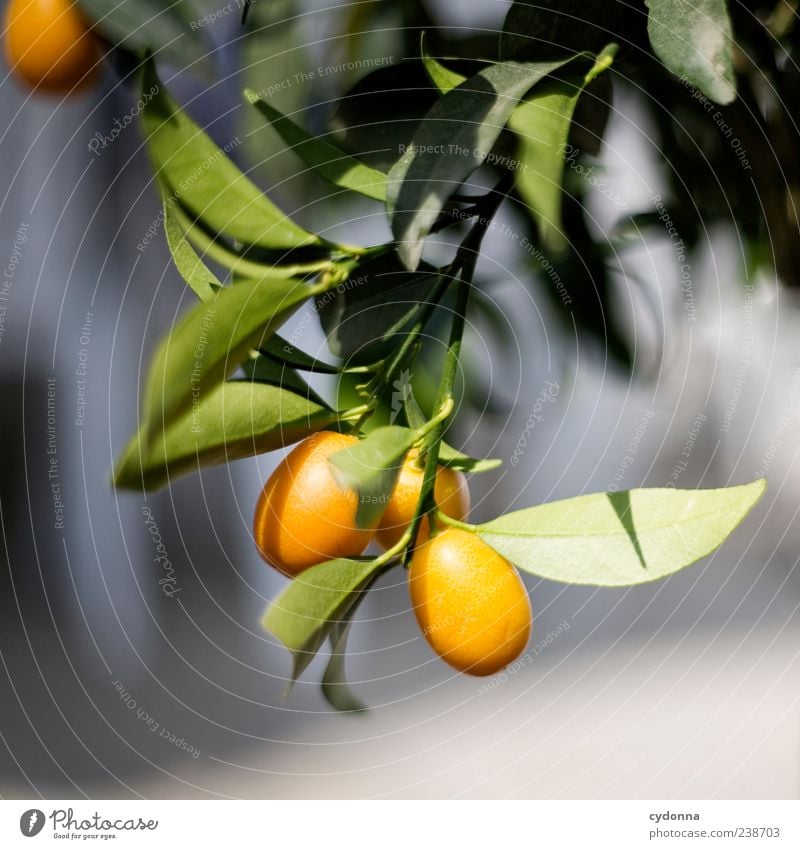 Sommergefühl Frucht Gesundheit harmonisch Wohlgefühl Ferien & Urlaub & Reisen Umwelt Natur Pflanze Baum ästhetisch einzigartig entdecken Idylle Leben schön