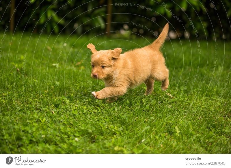 # 744 Welpe Hund nova scotia duck tolling retriever schön niedlich tollpatschig Spielen laufen weich Garten Rasen Farbfoto Wachstum