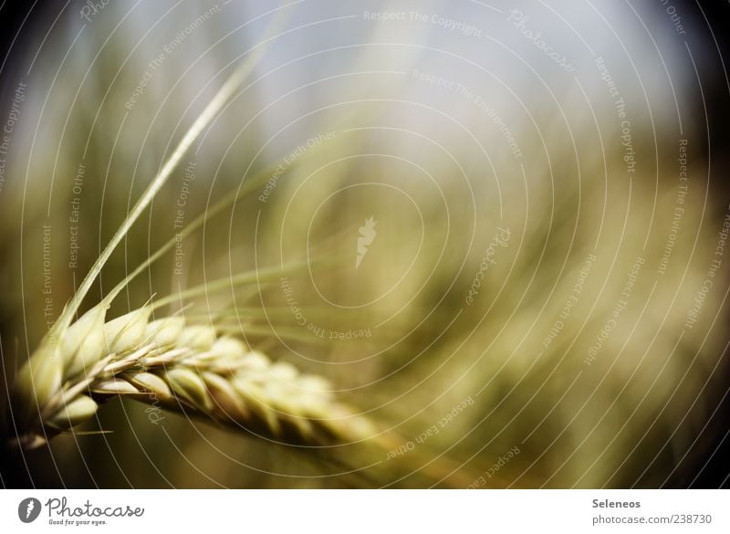 Gerste, oder? Getreide Umwelt Natur Himmel Sommer Klima Wetter Schönes Wetter Pflanze Nutzpflanze Feld Wachstum nah trocken Landwirtschaft Getreidefeld Farbfoto