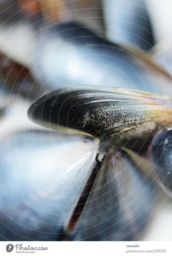 Unterwasserwelt Tier Muschel blau schwarz Miesmuschel glänzend Unschärfe Makroaufnahme Detailaufnahme Nahaufnahme abstrakt Farbfoto Außenaufnahme Menschenleer