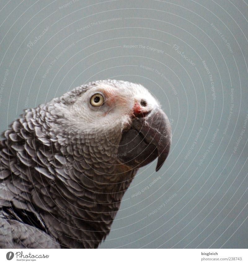 Graupapagei Vogel Papageienvogel 1 Tier grau Schnabel Auge Feder Farbfoto Gedeckte Farben Innenaufnahme Textfreiraum rechts Textfreiraum oben