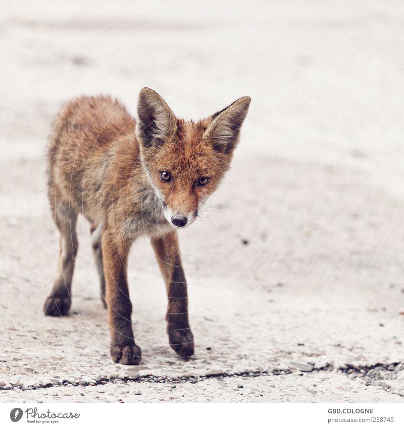 Neugieriger Blick Tier Wildtier Fuchs 1 Tierjunges stehen frech dünn braun Fell Pfote Ohr Auge Nase Farbfoto Außenaufnahme Nahaufnahme Menschenleer