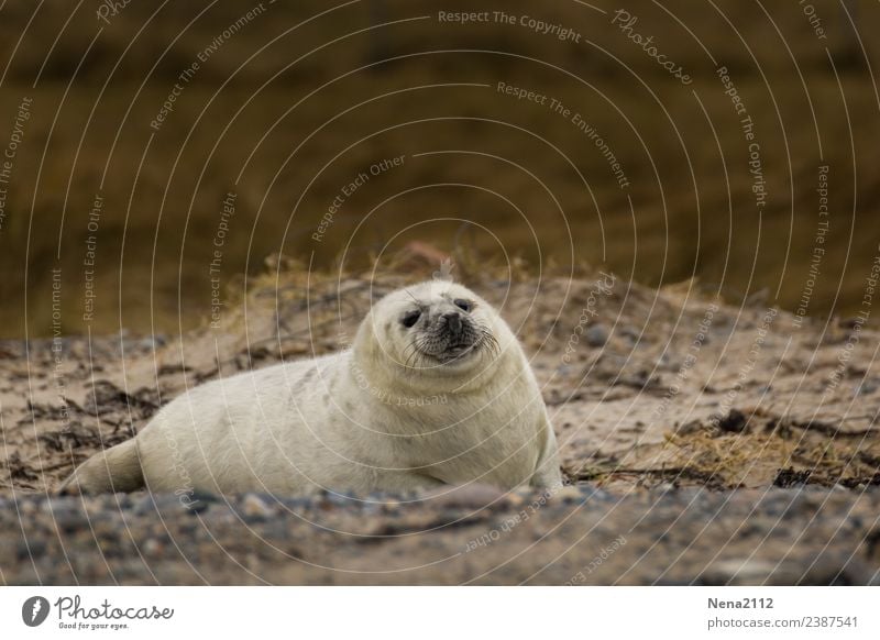 Wo ist Mama? Umwelt Natur Tier Sand Küste Strand Nordsee Insel Wildtier 1 Tierjunges krabbeln Liebe liegen helgoland Robben wild Kegelrobbe Robbenbaby weiß