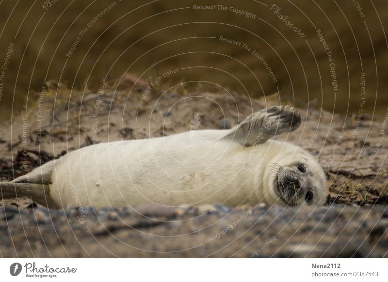 Emotionen | Lebensfreude Umwelt Natur Tier Sand Küste Strand Bucht Nordsee Ostsee Wildtier Fell 1 Tierjunges genießen Kommunizieren liegen Spielen toben