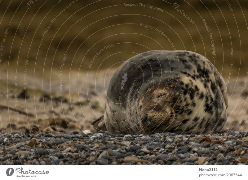 La Siesta | Lebensart Umwelt Natur Tier Sand Küste Strand Nordsee Ostsee Meer 1 Diät Arbeit & Erwerbstätigkeit Denken Fitness genießen hängen krabbeln liegen