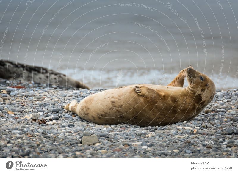 Sit ups... Umwelt Natur Tier Winter Küste Strand Nordsee 1 Diät Fitness Kommunizieren liegen Tanzen Glück Freude Lebensfreude Kraft helgoland Robben wild