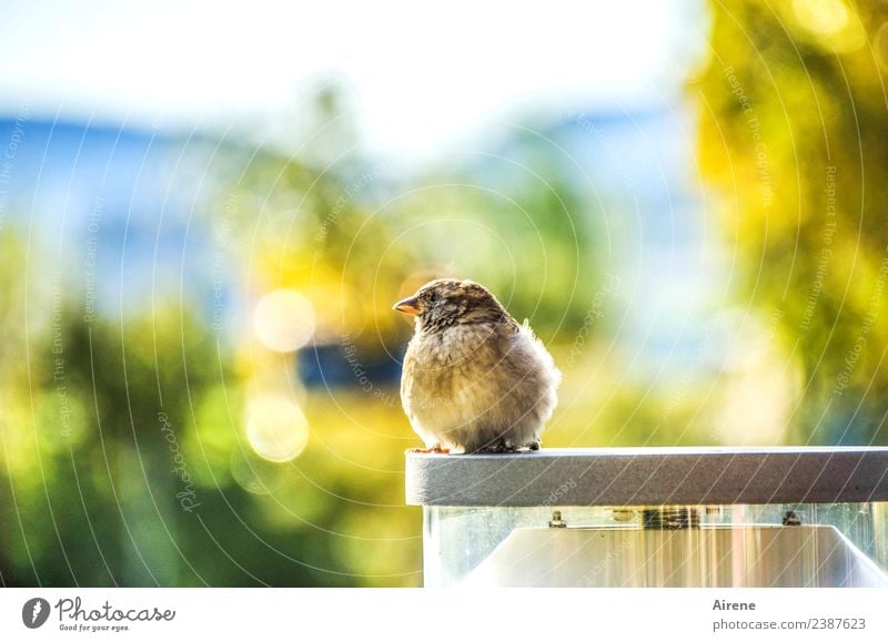 Krümelaussicht Vogel Spatz Jungvogel 1 Tier Lampenständer beobachten Blick sitzen warten schön klein niedlich blau gelb gold grün Lebensfreude Leichtigkeit