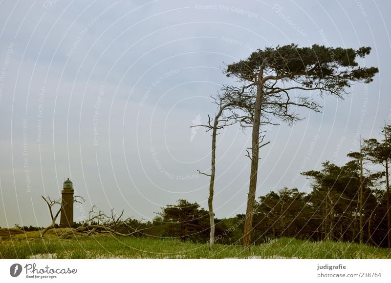 Darßer Ort Umwelt Natur Landschaft Pflanze Himmel Sommer Baum Gras Küste Ostsee Meer darßer ort Prerow Leuchtturm natürlich wild Orientierung Navigation