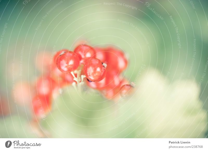 saures Früchtchen Frucht Sommer Umwelt Natur Pflanze Frühling Wildpflanze grün rot Johannisbeeren Beeren Beerensträucher Farbfoto mehrfarbig Außenaufnahme