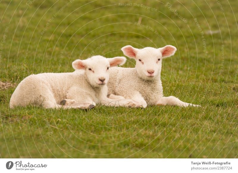 Lämmchen Natur Tier Lämmer Lammfleisch 2 Tierjunges Zufriedenheit Freundschaft Zusammenhalt Farbfoto Außenaufnahme Textfreiraum unten Tag Zentralperspektive