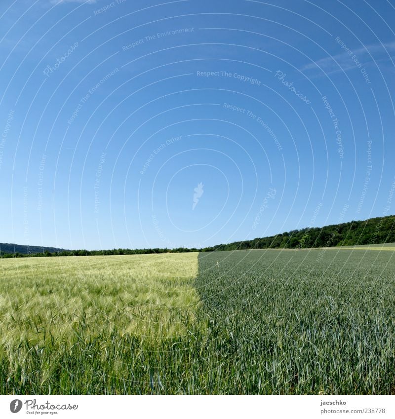 Sortenrein Himmel Wolkenloser Himmel Sommer Schönes Wetter Pflanze Nutzpflanze Feld Natur Landwirtschaft Ackerbau Getreidefeld Horizont Ferne groß grün gelb