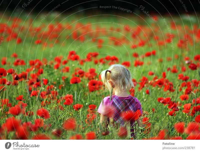 Mohnkrümel Mensch Mädchen Kindheit Kopf Haare & Frisuren Umwelt Natur Pflanze Sommer Blume Wildpflanze Feld hell natürlich grün rot Zopf Spielen Mohnblüte