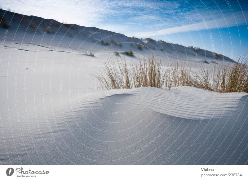 Spiekeroog | ...velvet dune Natur Landschaft Wolken Strand Erholung blau Ferien & Urlaub & Reisen Düne Dünengras Menschenleer Farbfoto Außenaufnahme