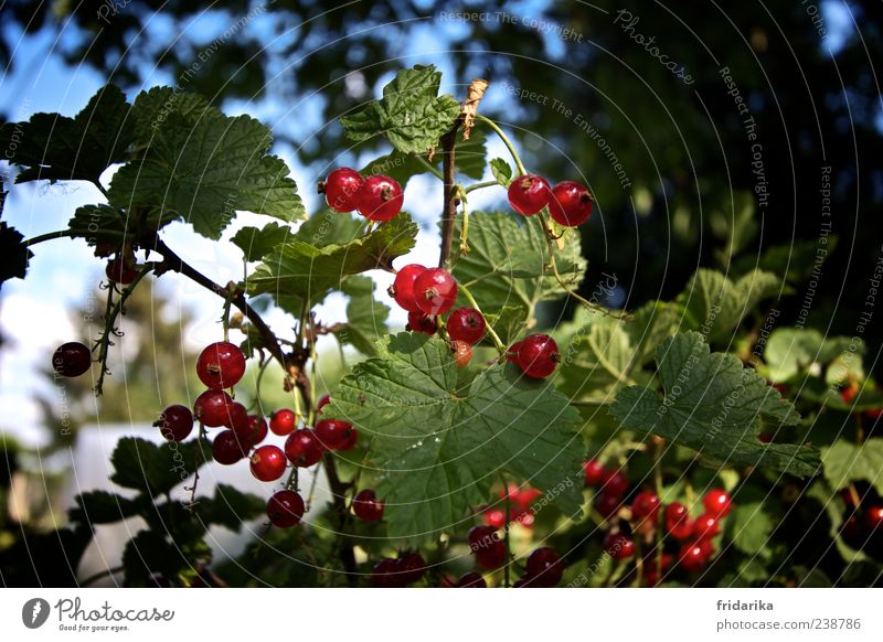 beerenernte Frucht Johannisbeeren Natur Pflanze Blatt Nutzpflanze Wachstum ästhetisch frisch blau grün rot Farbfoto mehrfarbig Außenaufnahme Detailaufnahme Tag