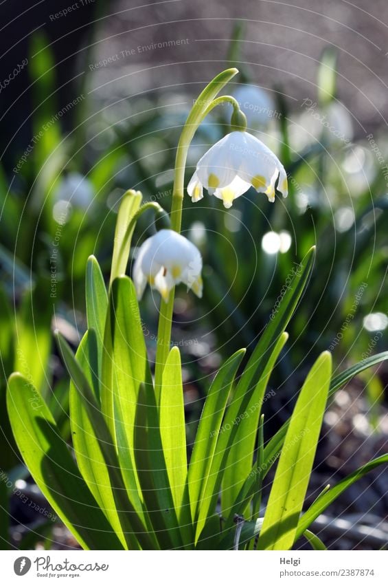 Jahreszeiten | Märzenbecher Umwelt Natur Pflanze Frühling Schönes Wetter Blume Blatt Blüte Frühblüher Garten Blühend leuchten Wachstum schön klein natürlich