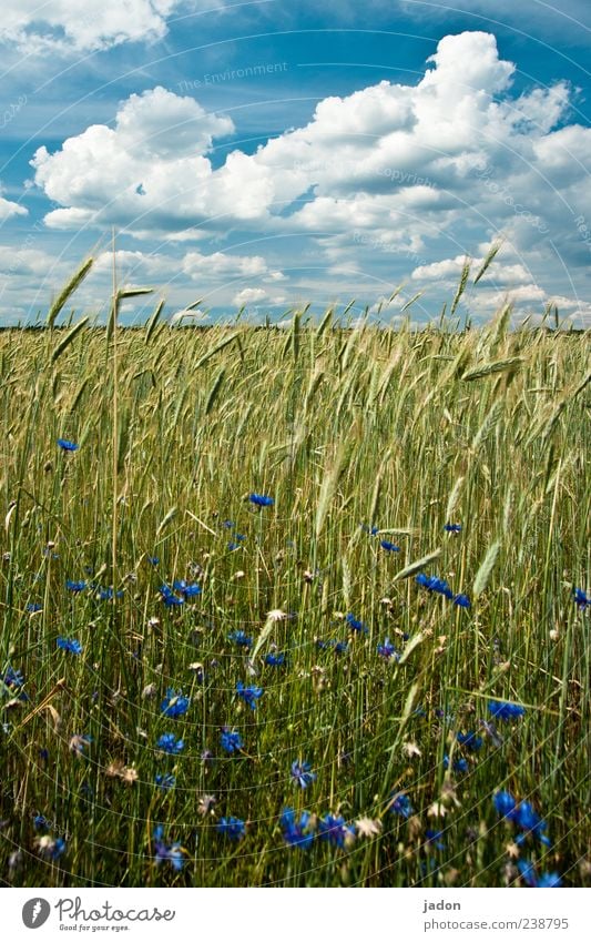 ährengold. Lebensmittel Natur Landschaft Pflanze Himmel Wolken Schönes Wetter Nutzpflanze Wildpflanze Feld blau gelb Getreide Getreidefeld Kornfeld Kornblume