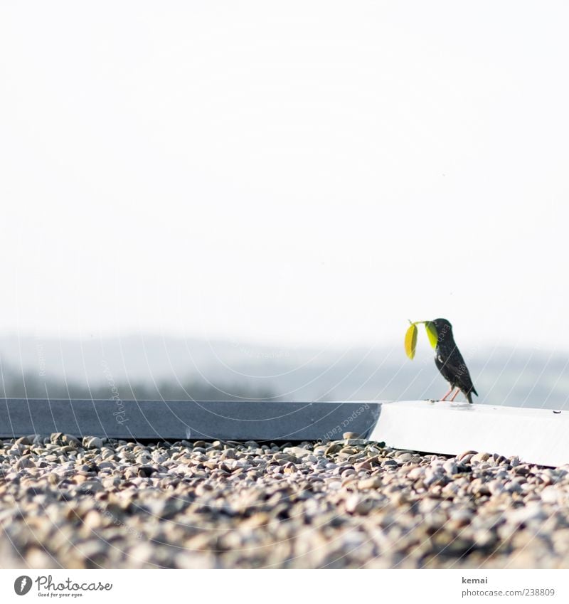 Sammelstar Natur Tier Schönes Wetter Pflanze Blatt Grünpflanze Dach Kiesbett Kieselsteine Wildtier Vogel Star 1 Stein sitzen hell grün schwarz Tierliebe Futter