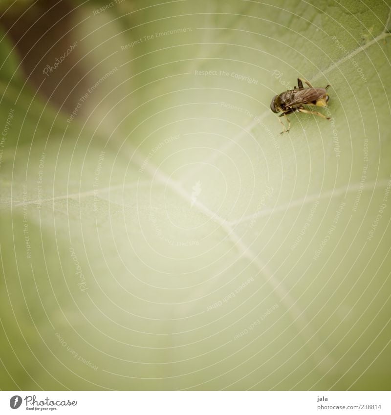 rastplatz Natur Pflanze Tier Blatt Grünpflanze Wildtier Insekt 1 ästhetisch grün Farbfoto Außenaufnahme Menschenleer Textfreiraum links Textfreiraum unten