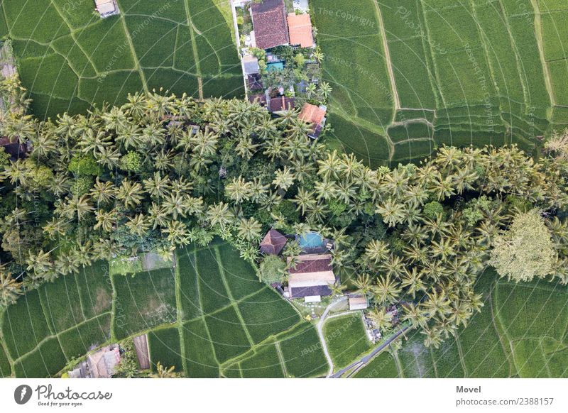 Ubud Bali Lifestyle Natur Landschaft Tier Erde Luft Baum Grünpflanze exotisch Urwald Schwimmbad Gebäude grün Klima indonesia Indonesien Reisfeld Garten Drone