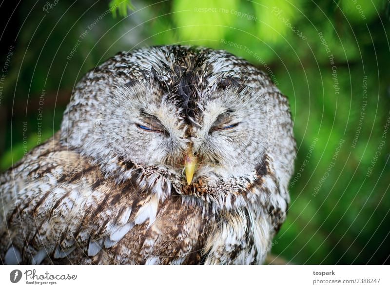 Eule schläft Umwelt Natur Wildtier Eulenvögel 1 Tier Denken genießen schlafen träumen ästhetisch authentisch frei Freundlichkeit Gesundheit Glück kuschlig nah