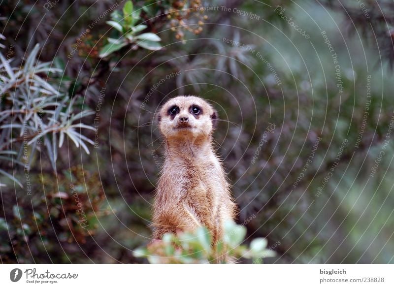 Erdmännchen 1 Tier Blick braun grün Wachsamkeit Angst Neugier Farbfoto Außenaufnahme Menschenleer Textfreiraum rechts Schwache Tiefenschärfe Tierporträt