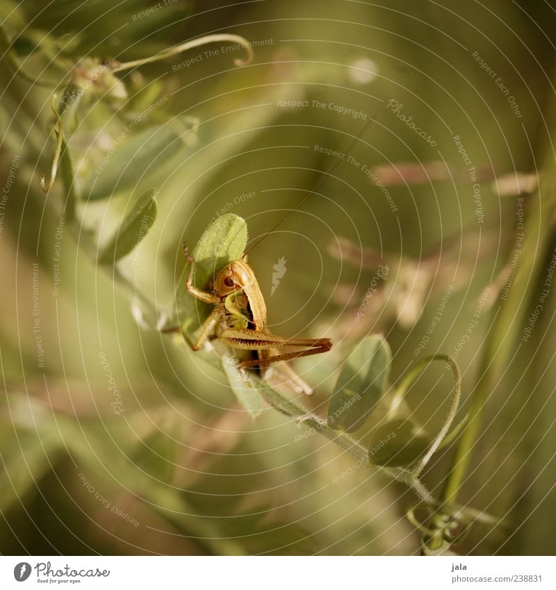 hüpfer Natur Landschaft Pflanze Tier Gras Blatt Grünpflanze Wildtier Insekt Heuschrecke 1 klein grün Farbfoto Außenaufnahme Menschenleer Tag