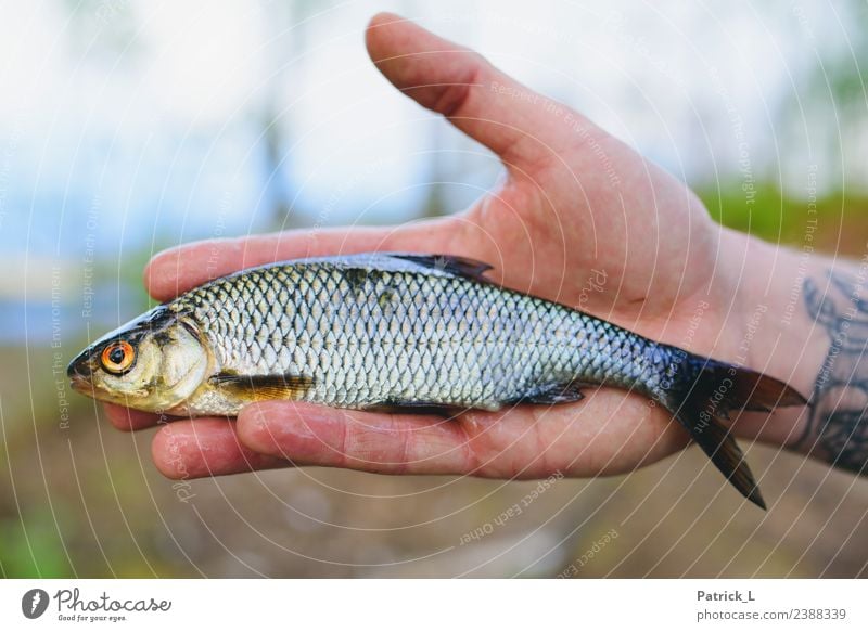 Plötzen Tier Fisch 1 fangen orange rot Natur Rotauge Schuppen Flosse Kieme Hand Freisteller Unschärfe