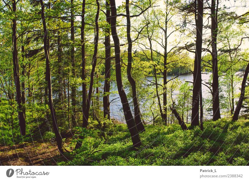 Der Wald Ferien & Urlaub & Reisen Ausflug Abenteuer Ferne Sommer Sommerurlaub Insel Umwelt Natur Erde Wasser Schönes Wetter Pflanze Baum Gras Sträucher Moos