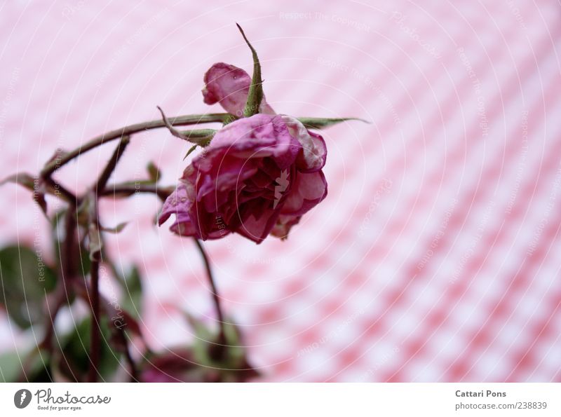 it withers and withers... Pflanze Blume Rose Blatt Blüte hängen verblüht dehydrieren nah Vergänglichkeit rosa Muster trocken Farbfoto Außenaufnahme Tag