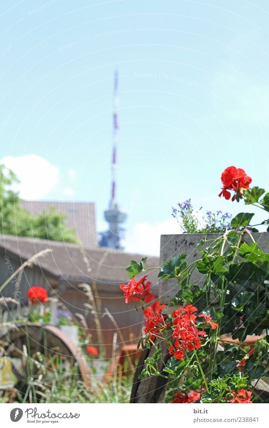 der Alex, aus den Schweizer Bergen... Umwelt Natur Pflanze Luft Himmel Frühling Sommer Schönes Wetter Blume Blüte Garten Berge u. Gebirge natürlich Pelargonie