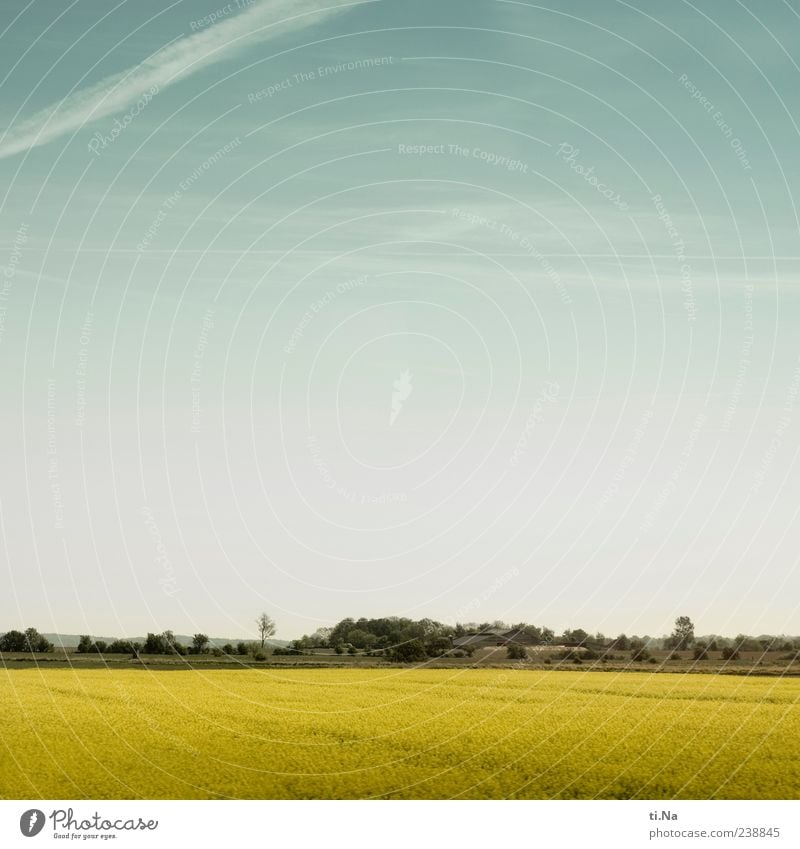 plattes Land Umwelt Natur Landschaft Pflanze Himmel Schönes Wetter Raps Dithmarschen Schleswig-Holstein Blühend Wachstum hell blau gelb Ferne Farbfoto