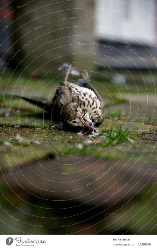 unfall Tier Wildtier Totes Tier Vogel 1 braun grau grün rot authentisch Stimmung Farbfoto Außenaufnahme Menschenleer Textfreiraum oben Textfreiraum unten Tag