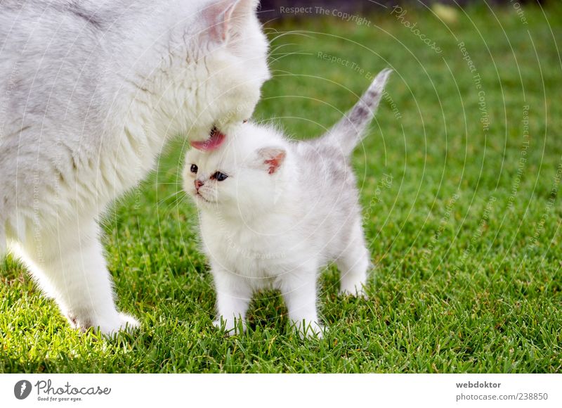 Pass auf Dich auf Tier Haustier Katze 2 Zusammensein Gefühle Zufriedenheit Akzeptanz Tierliebe Farbfoto Außenaufnahme Schwache Tiefenschärfe Tierporträt