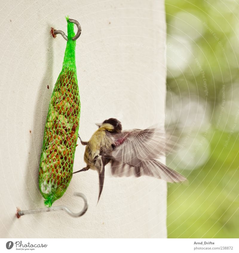 Bei mir piept's wohl...? Balkon Wildtier Vogel Flügel Meisen Vogelfutter 1 Tier fliegen Fressen flattern Haken Wand Sommer Farbfoto Außenaufnahme Tag