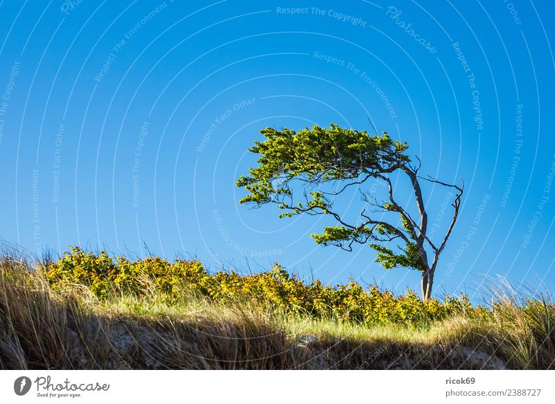 Windflüchter auf dem Fischland-Darß Erholung Ferien & Urlaub & Reisen Tourismus Natur Landschaft Wolken Wetter Baum Blatt Küste Ostsee blau grün Idylle Umwelt